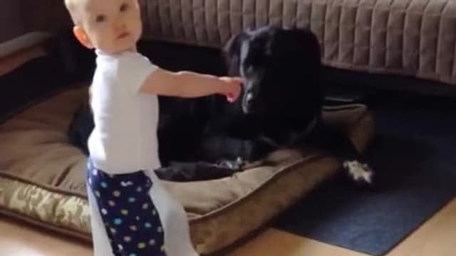 S01:E19 - Top 10 Times Your Dog Could Not Resist the Toilet Paper