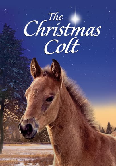 The Christmas Colt