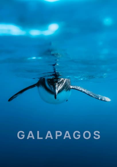 S01:E02 - The New Beginning