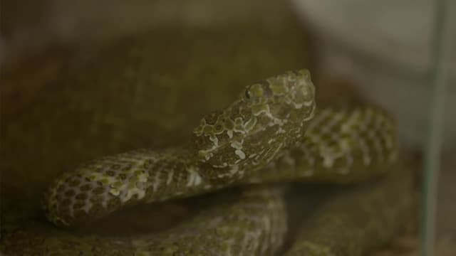 S04:E13 - Great Snakes!