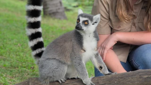 S01:E05 - Bindi's Lemur Island