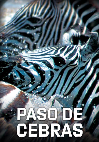 Paso De Cebras