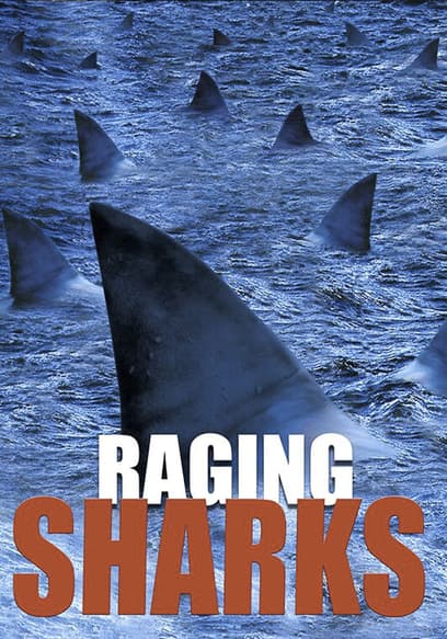 Raging Sharks