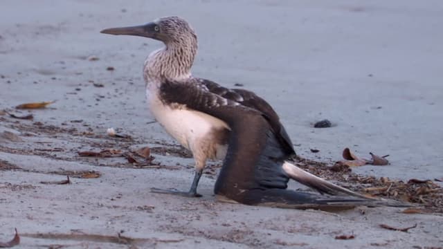 S01:E01 - Born of Fire