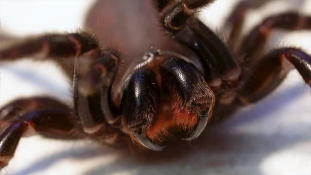 S05:E01 - Deadliest Spider Bite!