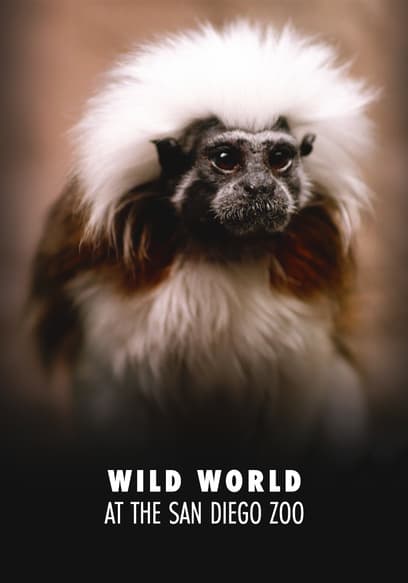 Wild World at the San Diego Zoo poster