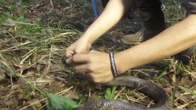 S01:E14 - Trailing Giant King Cobras of Southern Thailand (Pt. 1)