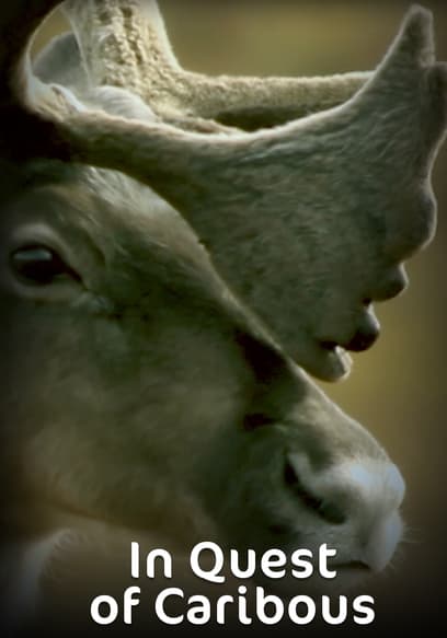 In Quest of Caribous