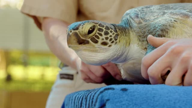 S02:E10 - Turtles Take Flight