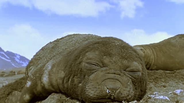 S01:E12 - Batallas de animales (Pt. 2)