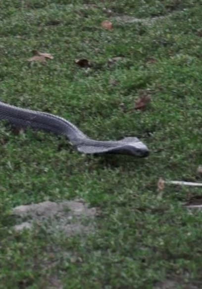 S01:E10 - The Black Siamese Spitting Cobra: A Deadly Legless Sniper poster