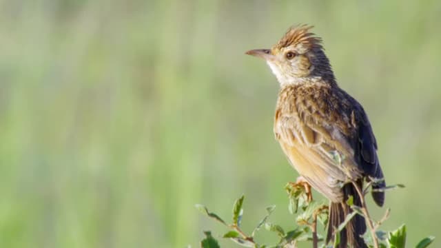 S01:E06 - Springbok & impala: la vida en la manada