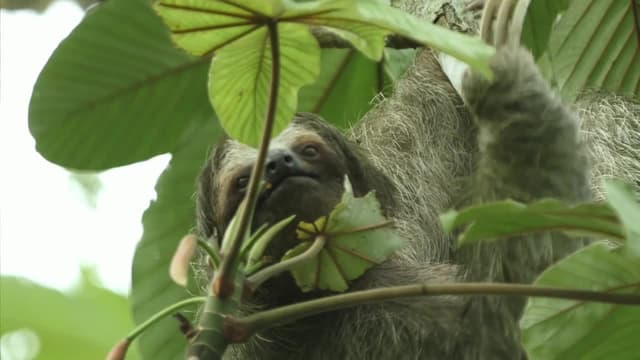 S01:E12 - Jungles in the Clouds: Central America