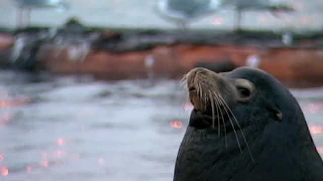 S01:E25 - Seals & Sea Lions