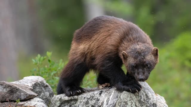 S01:E12 - Little Assassins