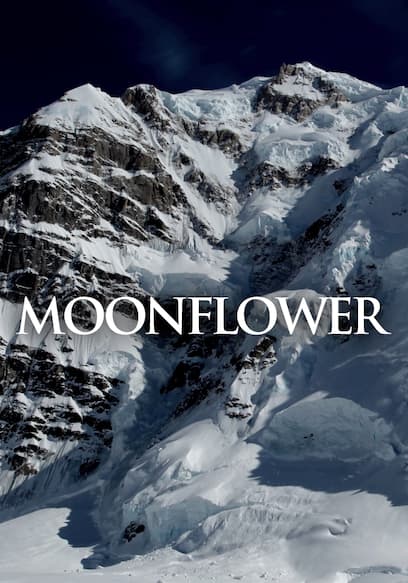 Moonflower