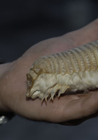 S01:E03 - Pink Fairy Armadillo poster