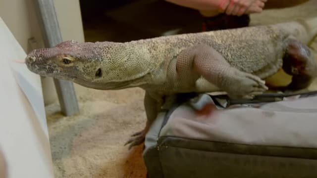 S03:E09 - Komodo Connection