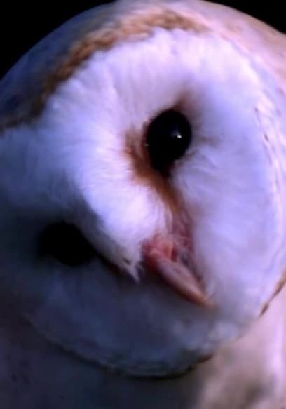 S01:E02 - Owls and Octopuses poster