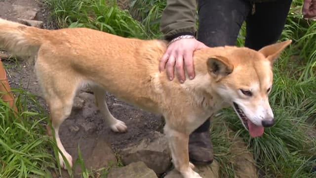 S03:E04 - Shearing Sheep, Dressage Lessons, and Dingo Adventures