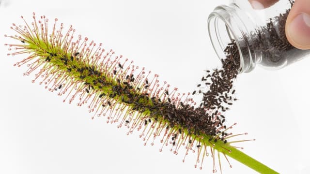 S01:E11 - Never Feed Chicken to a Venus Flytrap