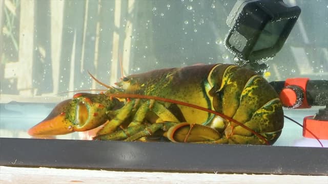 S03:E13 - Pinched by a Maine Lobster