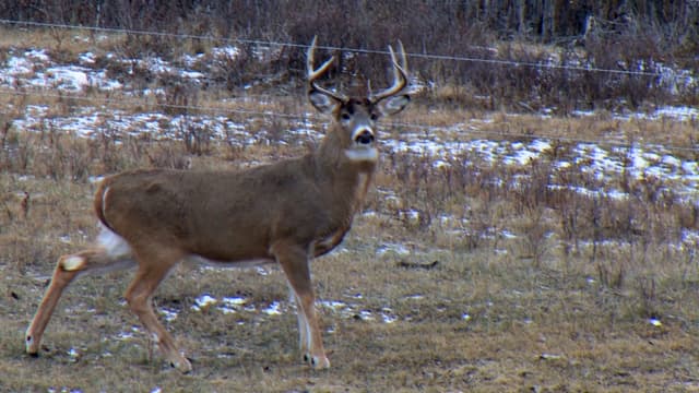 S08:E23 - The Tale of the Biggest Typical Whitetail Buck of My Hunting Career