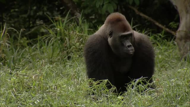 S01:E02 - In the Realm of the Great Apes