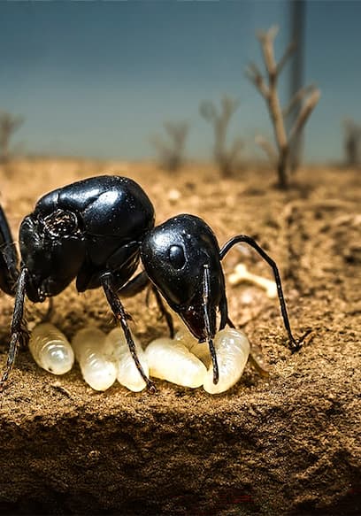 S01:E08 - Ants, Beaches, Rainforests  the Ultimate Simulations! poster