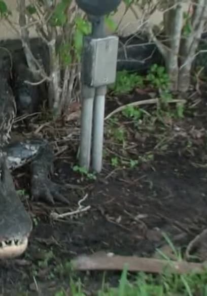 S01:E04 - Stormin' Gators poster