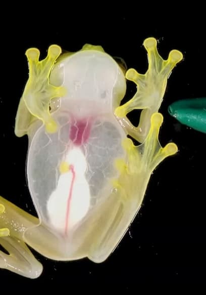 S01:E15 - Masters of Disguise: Invisible Frogs & Leaf Creatures poster