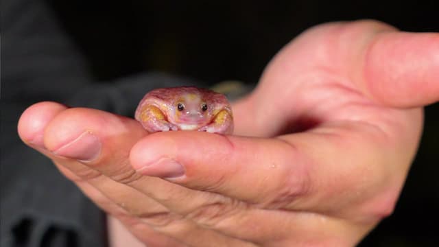 S10:E12 - Mantis Shrimp Punch Test! / Rare Pink Creature From Down Under!