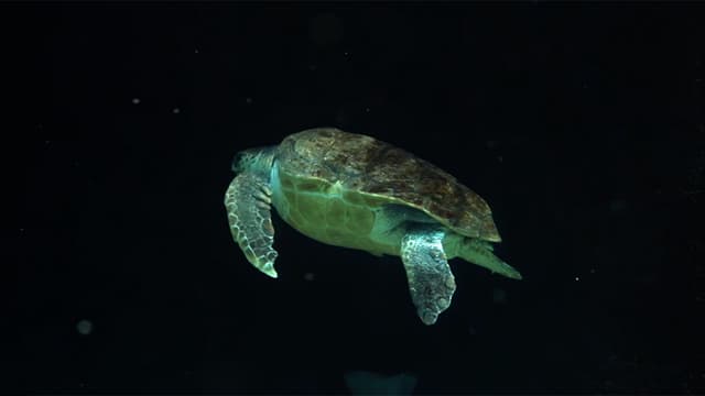 S01:E07 - Marine Life