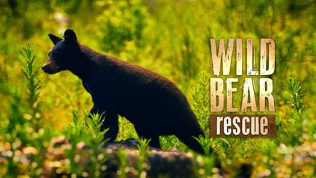 Watch Wild Bear Rescue Season 2 - Free TV Shows | Tubi