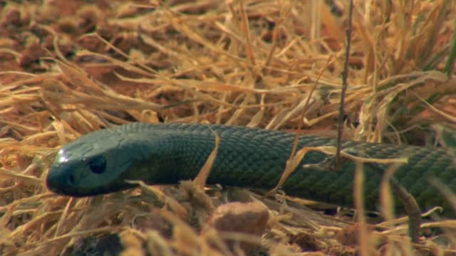 S01:E01 - Outback Deserts