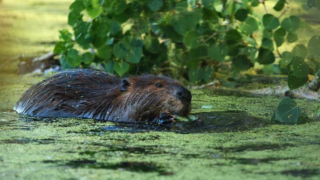 S02:E07 - Beaver Hills Biosphere Reserve