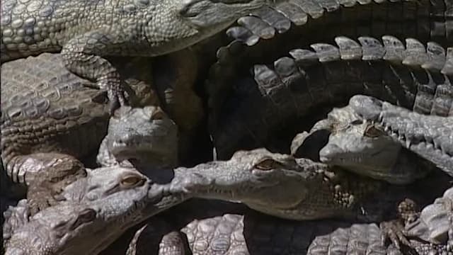 S01:E12 - Episode 12