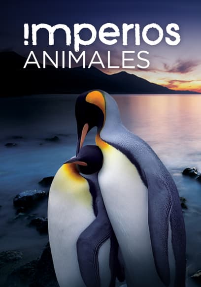 Imperios animales (Doblado)