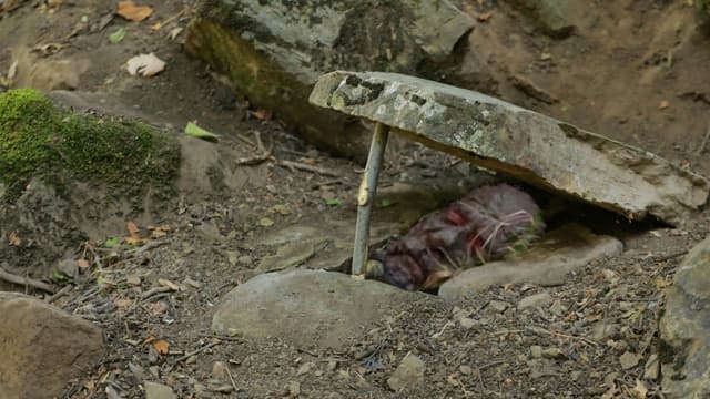 S01:E04 - I Survived for Seven Days With Primitive Methods