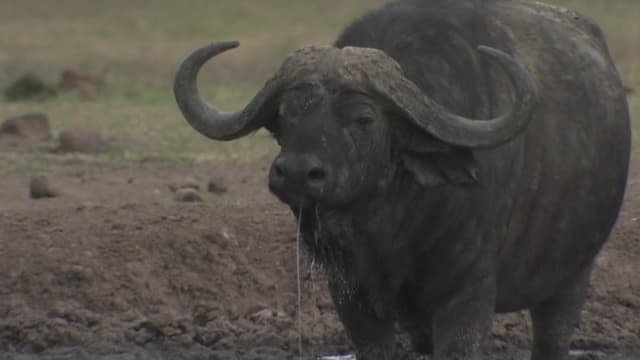 S01:E06 - Irwin African Adventure