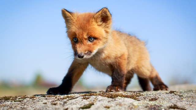 S01:E01 - Pet Babies