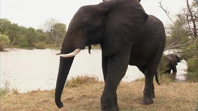 S01:E19 - Jabulani Elephant Guide