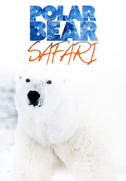 Polar Bear Safari