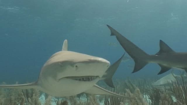 S01:E06 - Shark Biology