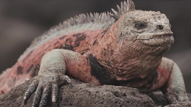 S01:E02 - The New Beginning