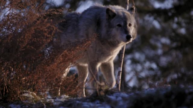 S01:E08 - Trouble for Onyx the Wolf