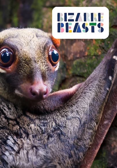 Bizarre Beasts