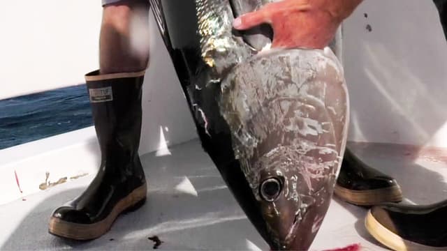 S01:E02 - A Shocking Salute to the Tuna Gods: San Clemente Island