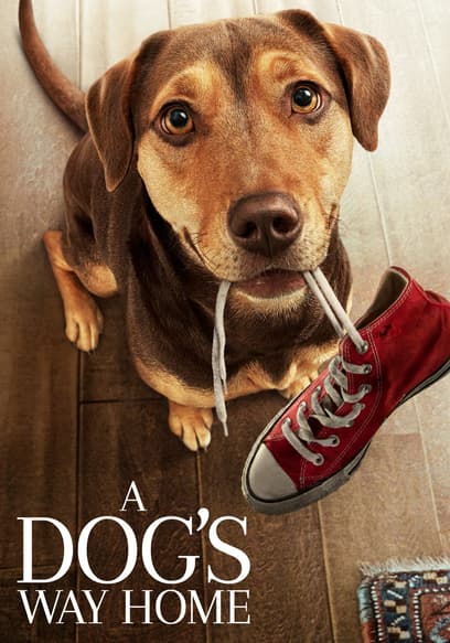 A Dog's Way Home