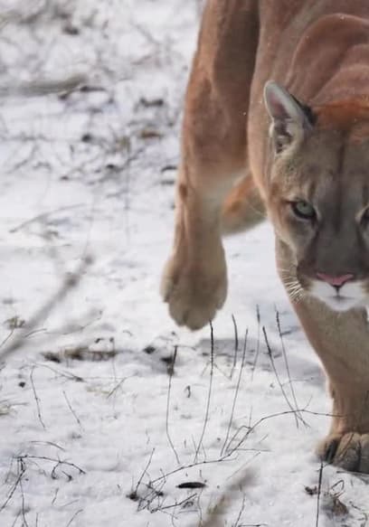 S01:E03 - Mountain Lion Hunters poster